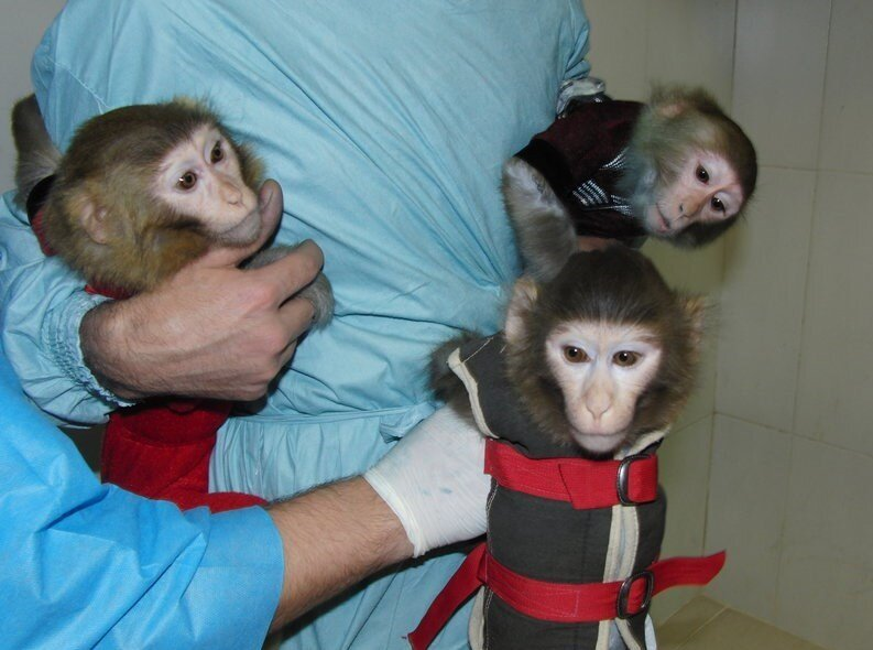 وضعیت میمون‌های فضانورد ایرانی پس از ۱۲ سال